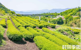 村茶季園の茶畑